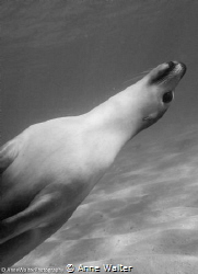 Sea Lion by Anne Walter 